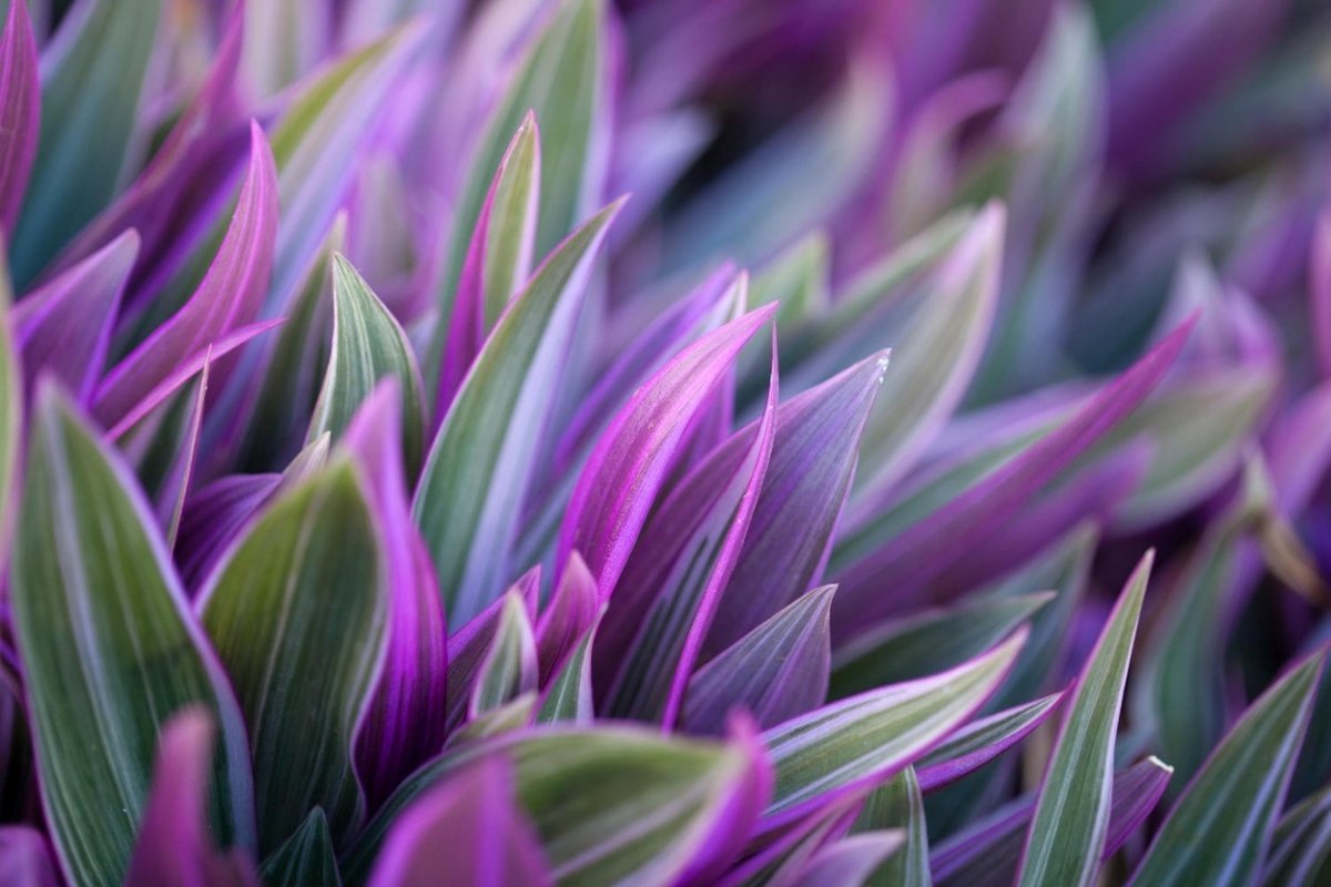Традесканция покрывальчатая (Tradescantia spathacea)