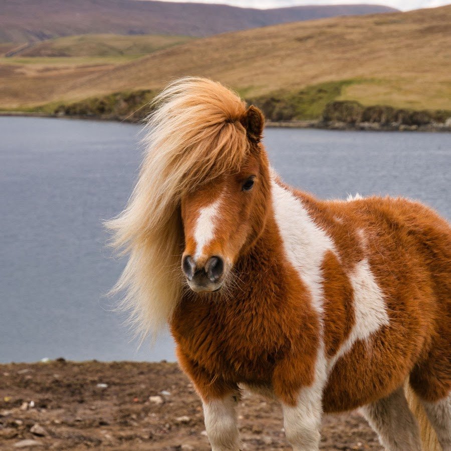 Shetland Pony Dark Brown