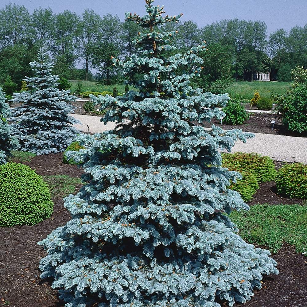 Ель Picea pungens