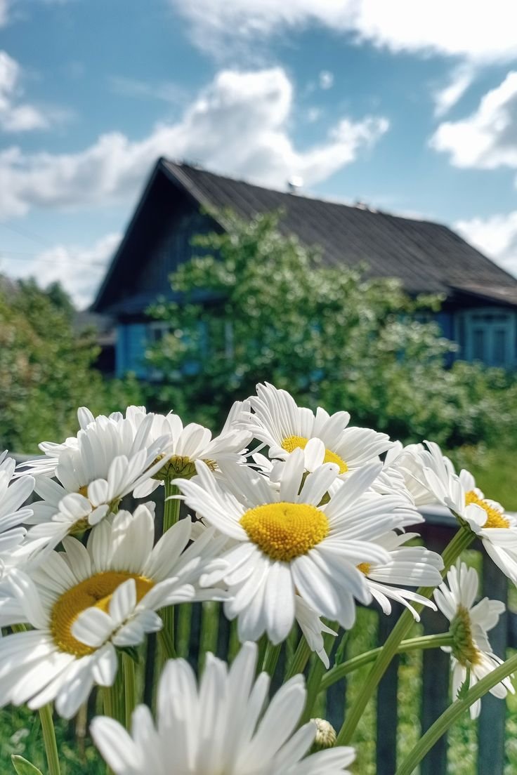 Природа ромашки лето