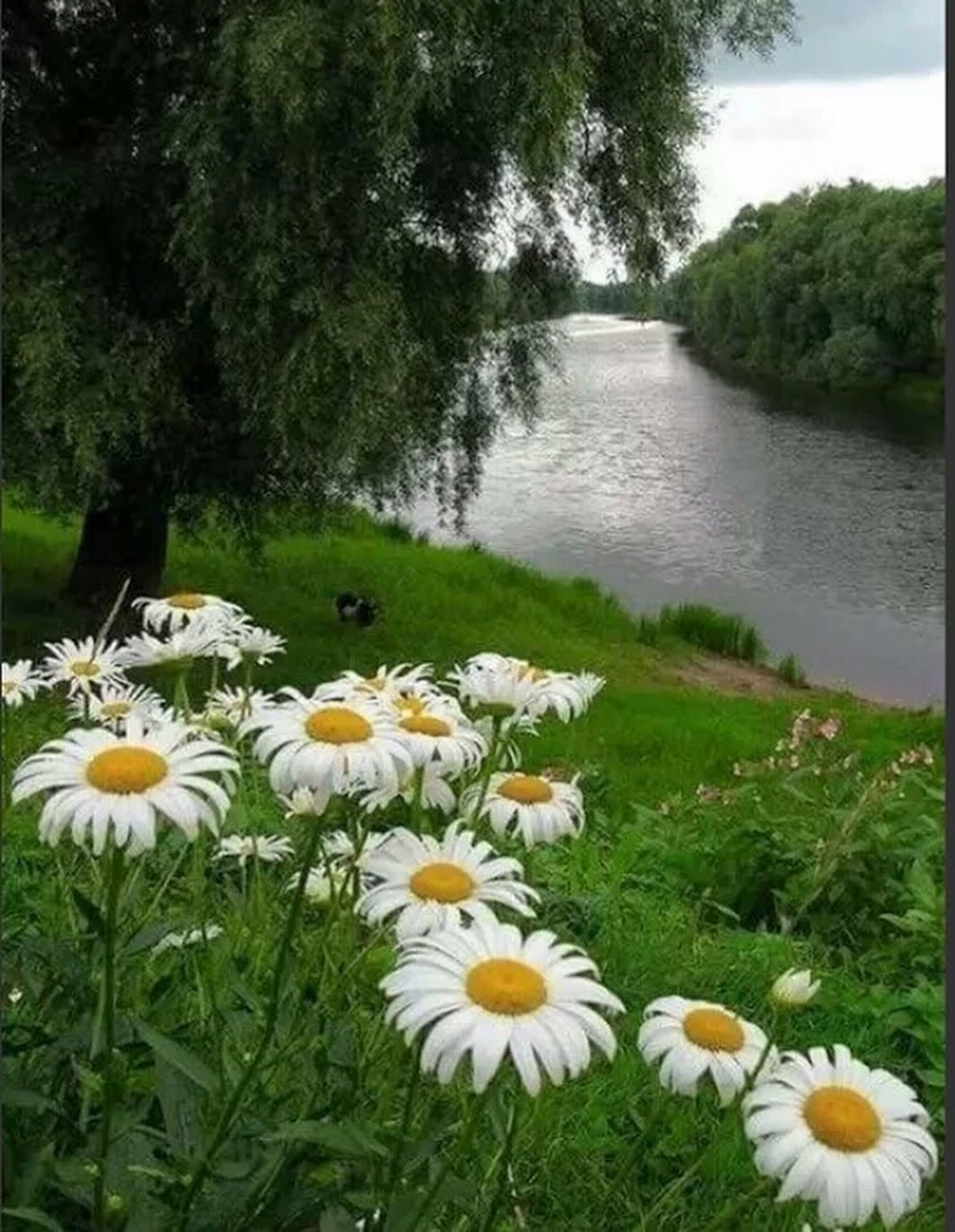 Июль природа