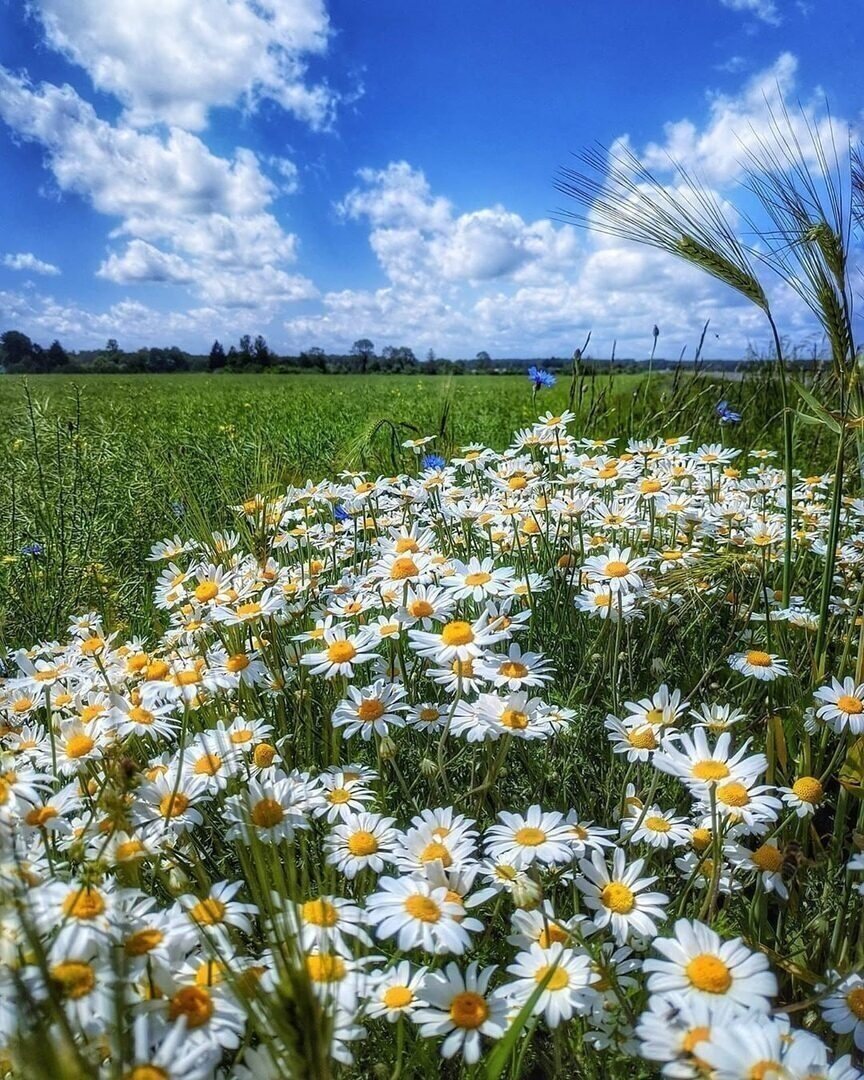 Ромашка Луговая