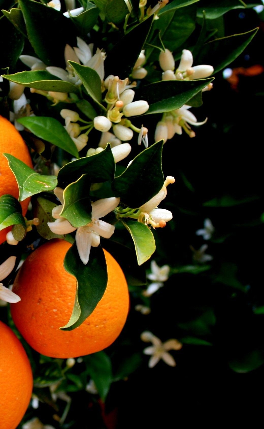 Citrus sinensis