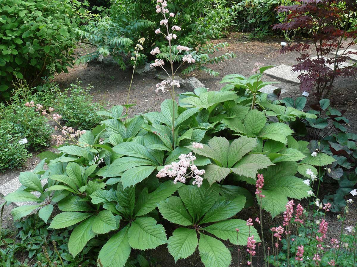 Роджерсия каштанолистная aesculifolia