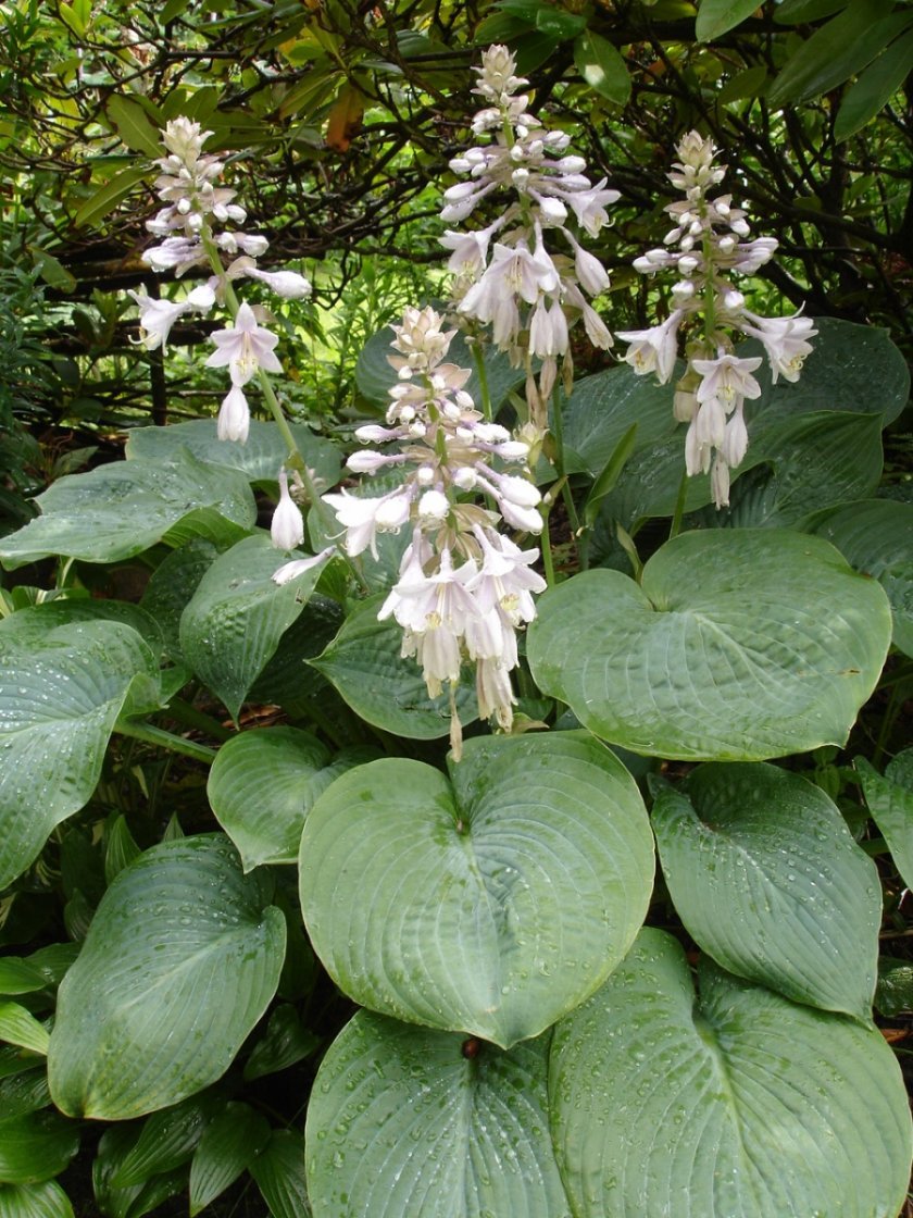 Хоста Зибольда Hosta sieboldiana