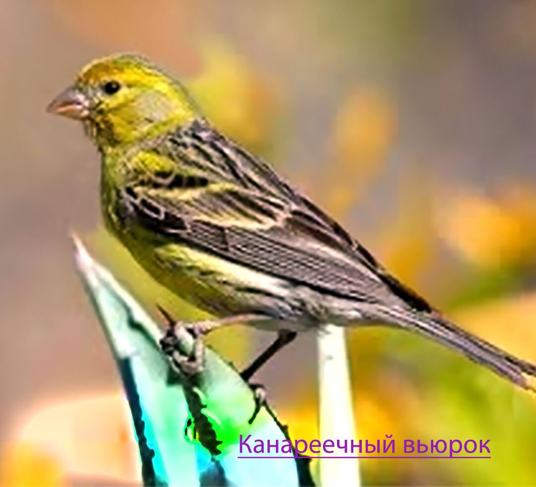 Канарский канареечный вьюрок