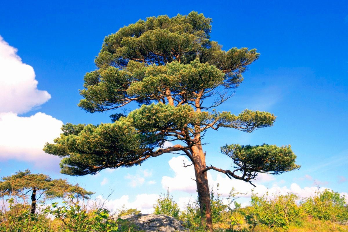Сосна обыкновенная Pinus Sylvestris