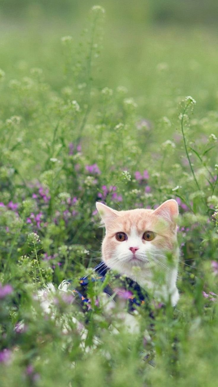 Летний кот