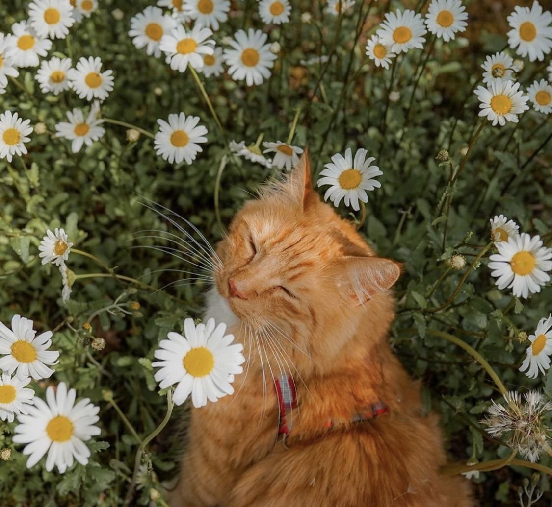 Котик в ромашках