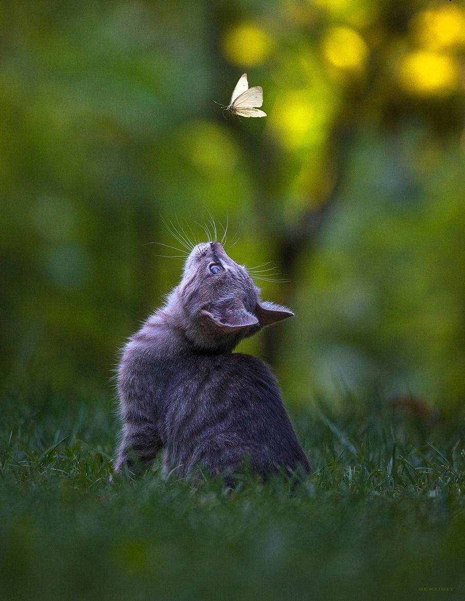 Котенок на природе