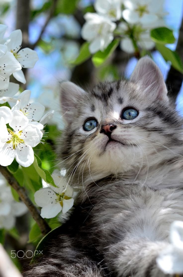 Котята на природе