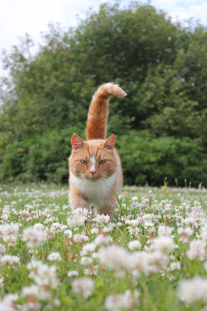 Коты летом