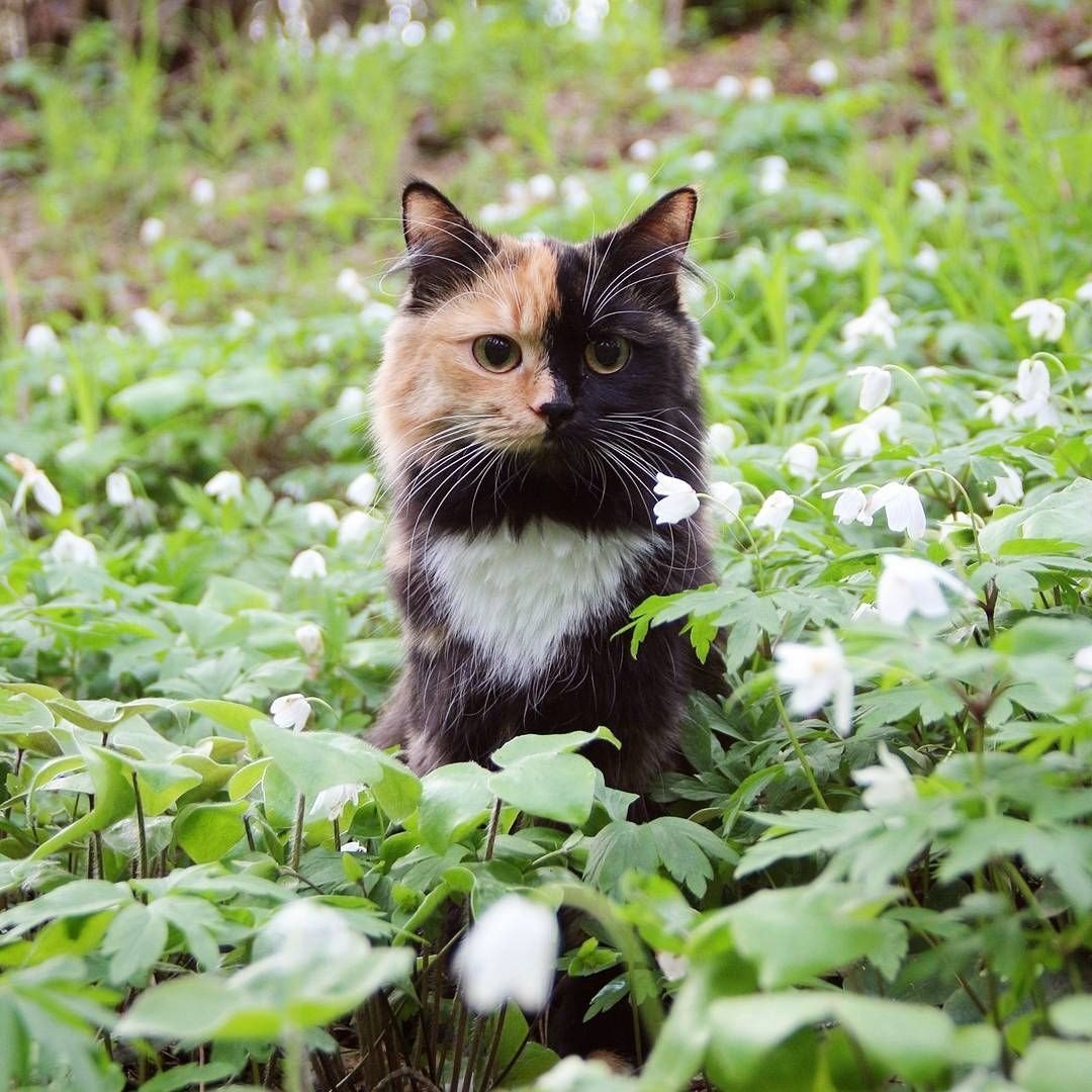 Кот природа красивая