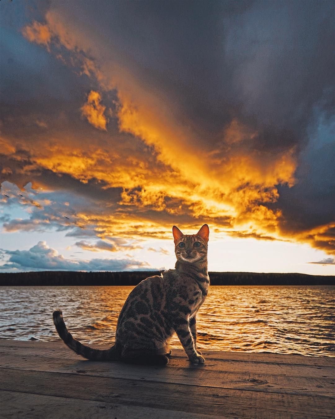 Кот на природе