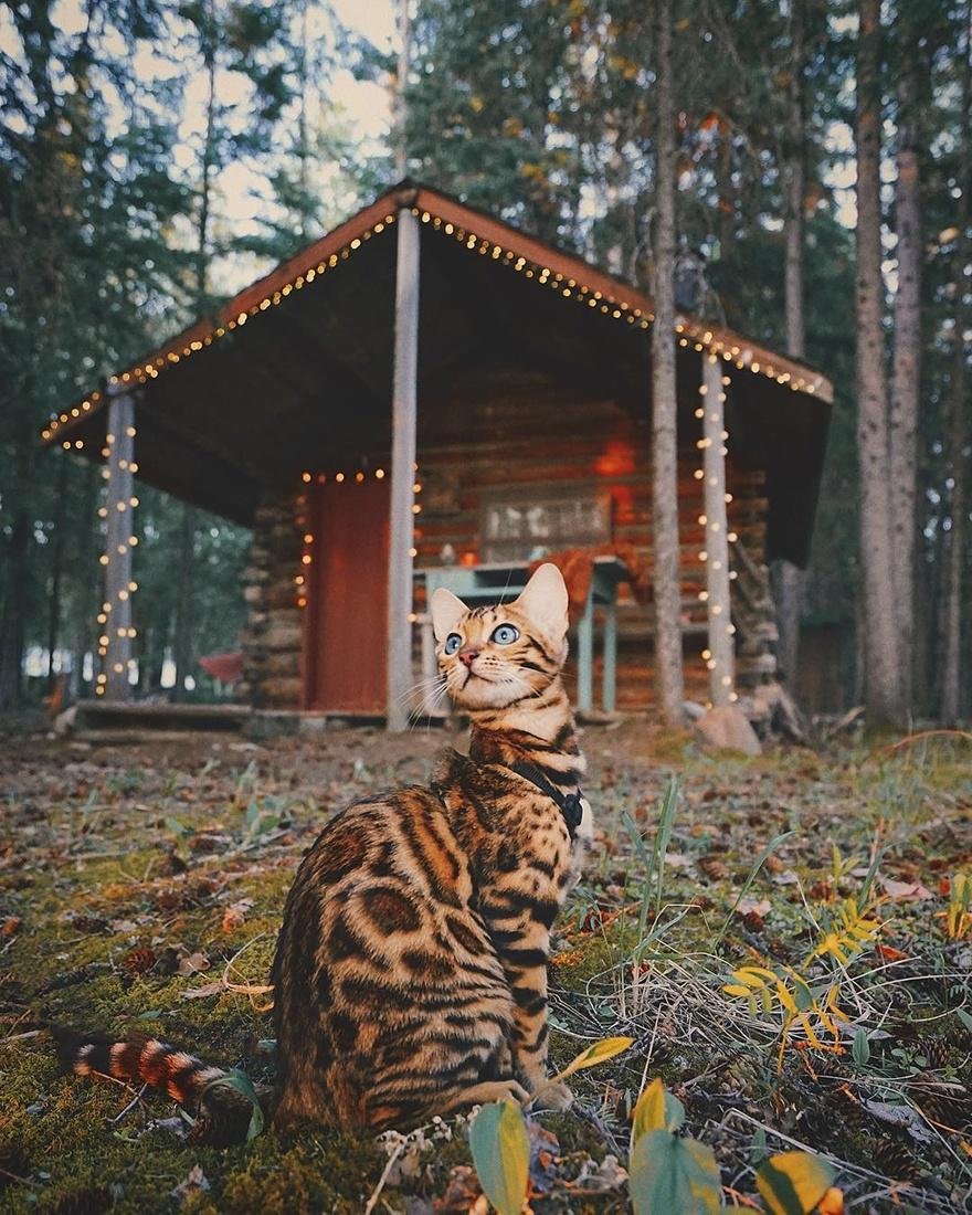 Бенгальский кот путешественник Канада