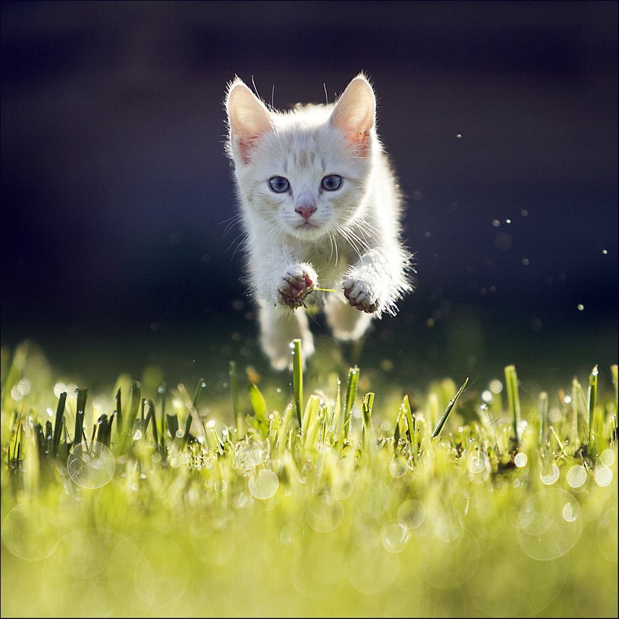 Котик летом