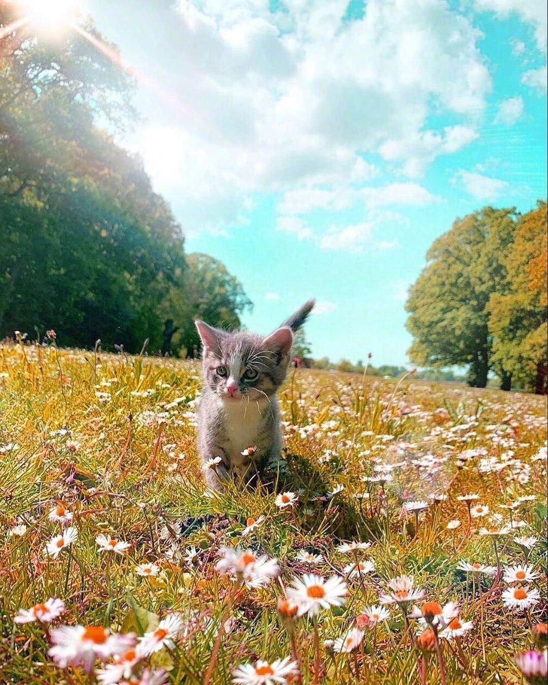 Кот на лугу