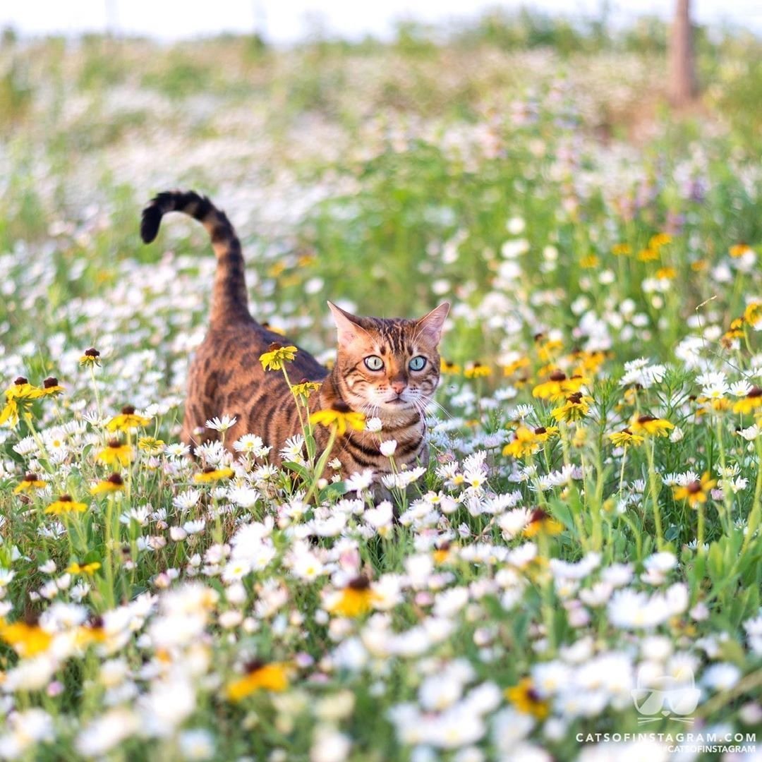 Кот на лугу
