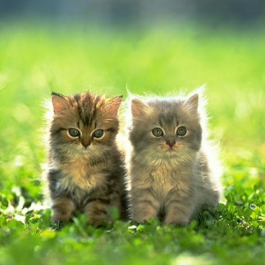 Котятки на природе