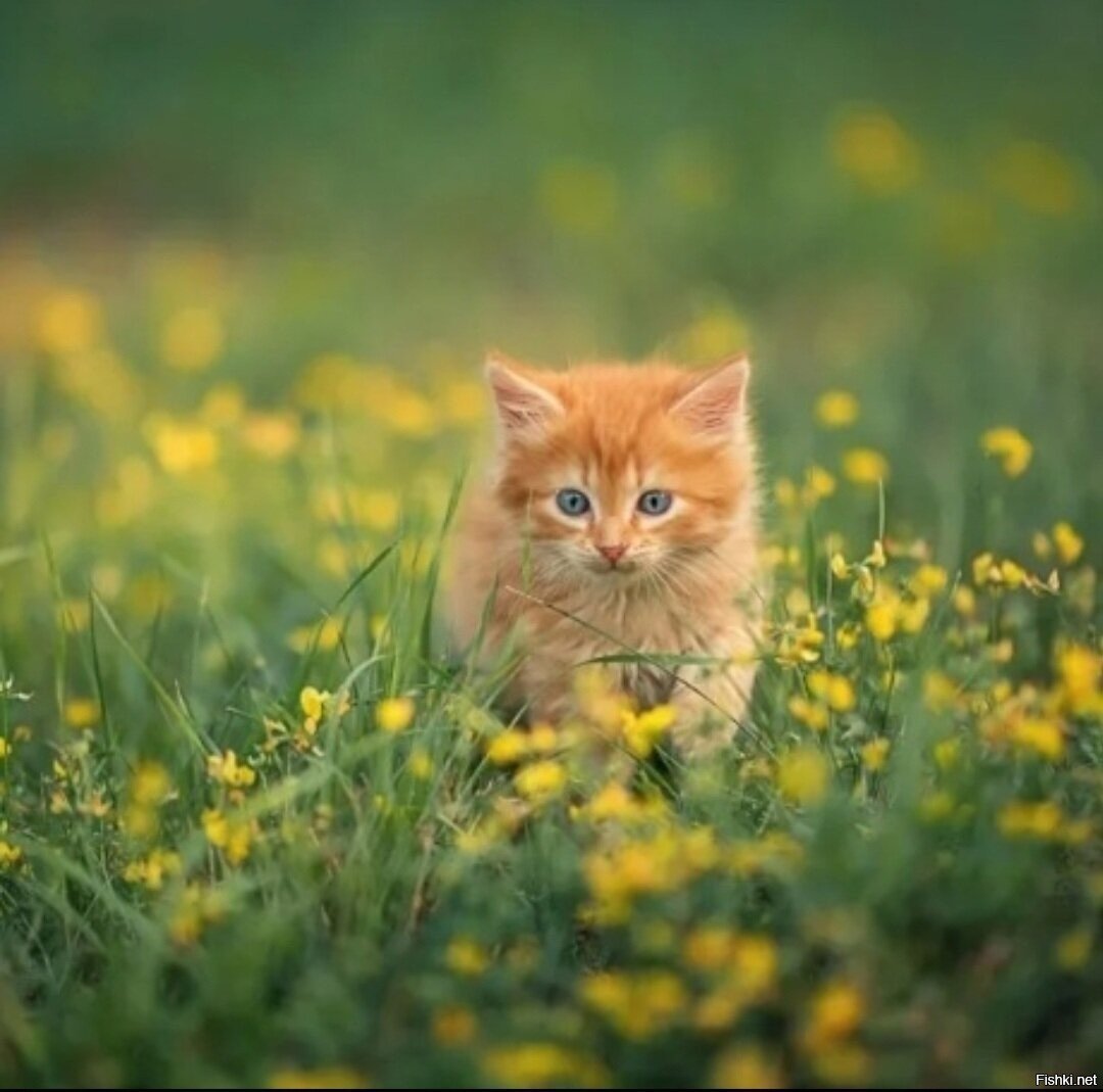 Котенок в траве
