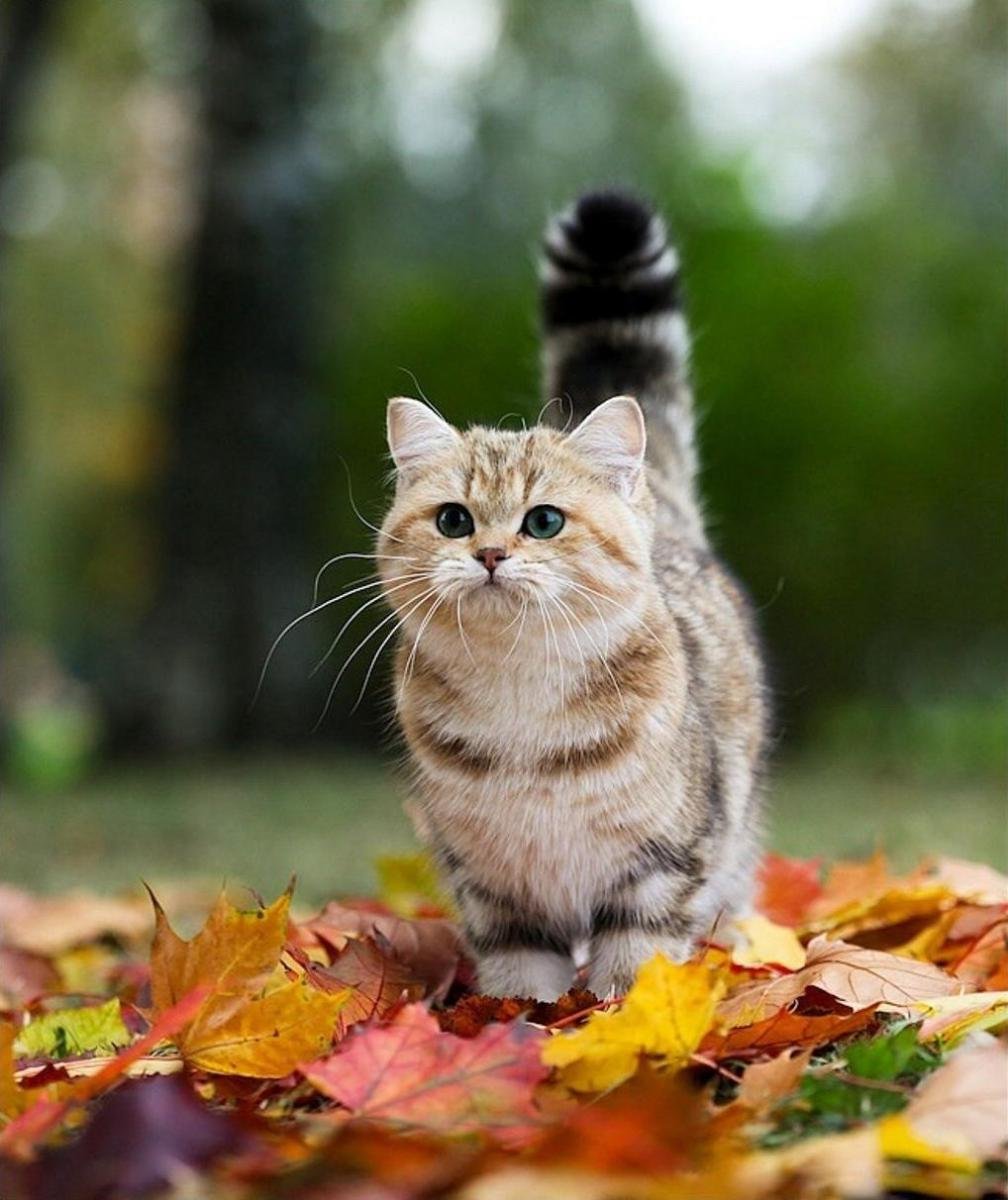 Осенний кот