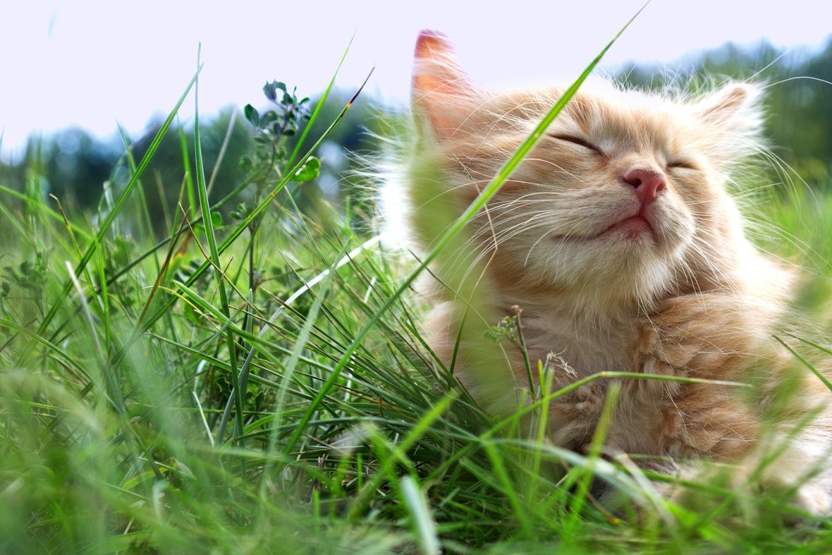 Котёнок и солнышко