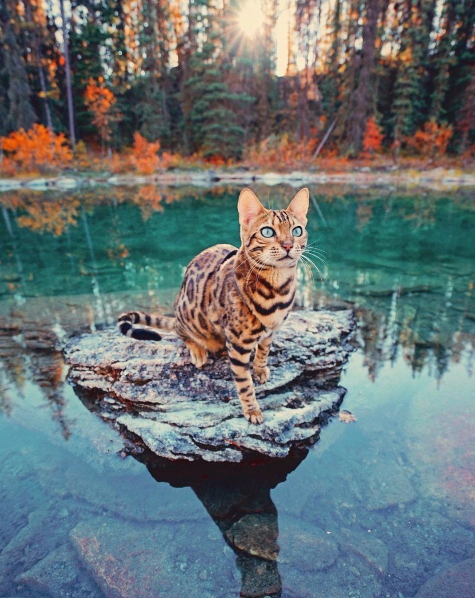 Бенгальская кошка путешественница