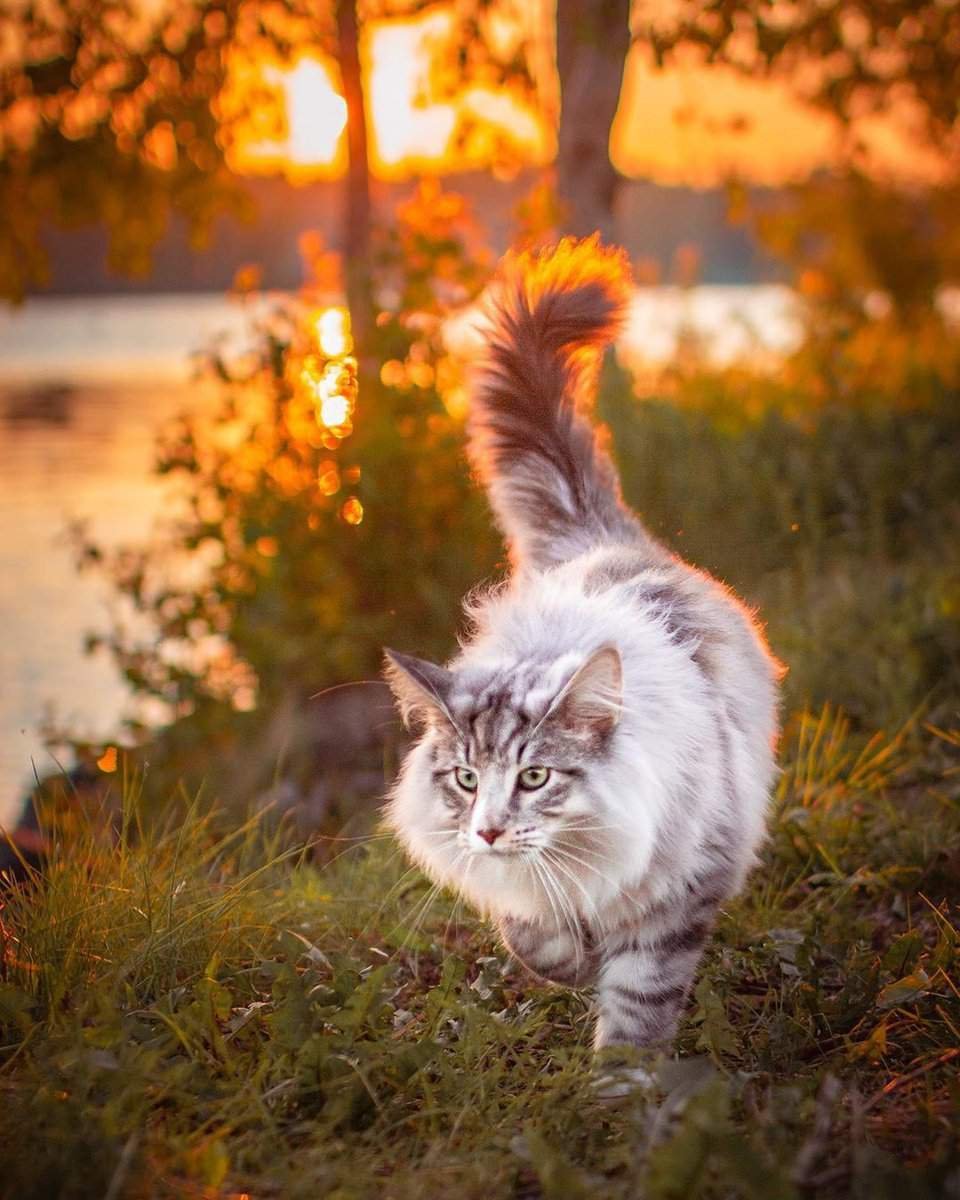 Коты в лесу