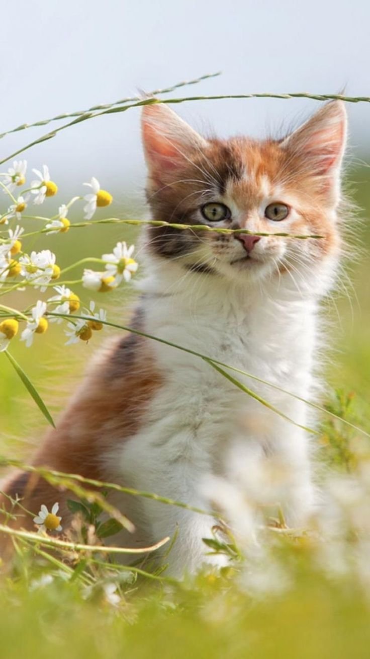 Котята на природе