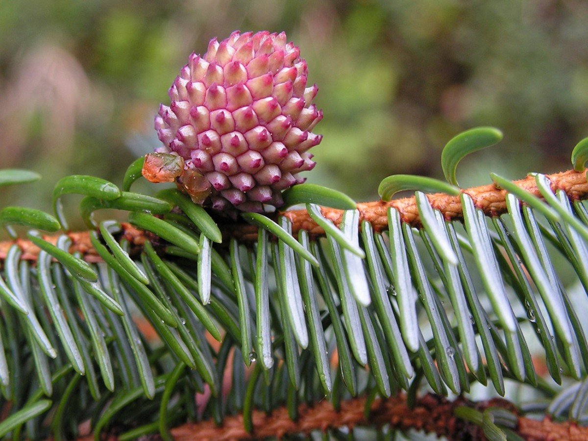 Ель Аянская Picea ajanensis