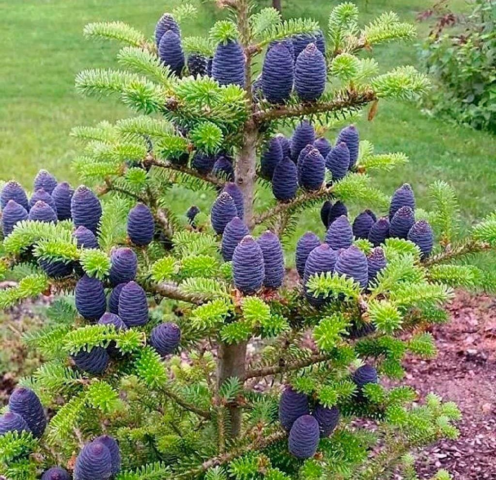 Пихта Abies Koreana