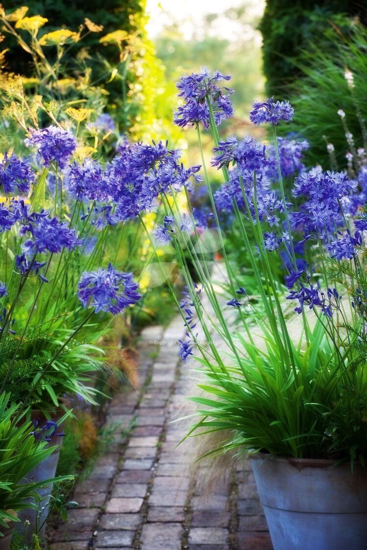 Агапантус Blue