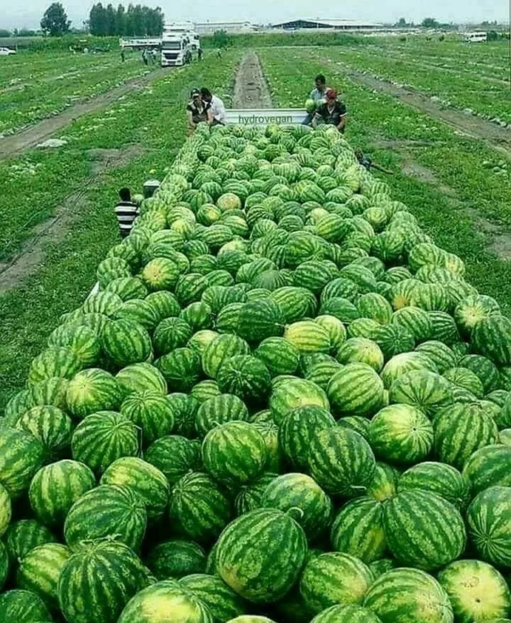 Сарик тарвуз