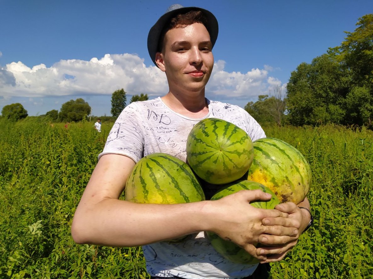 Арбуз на бахче