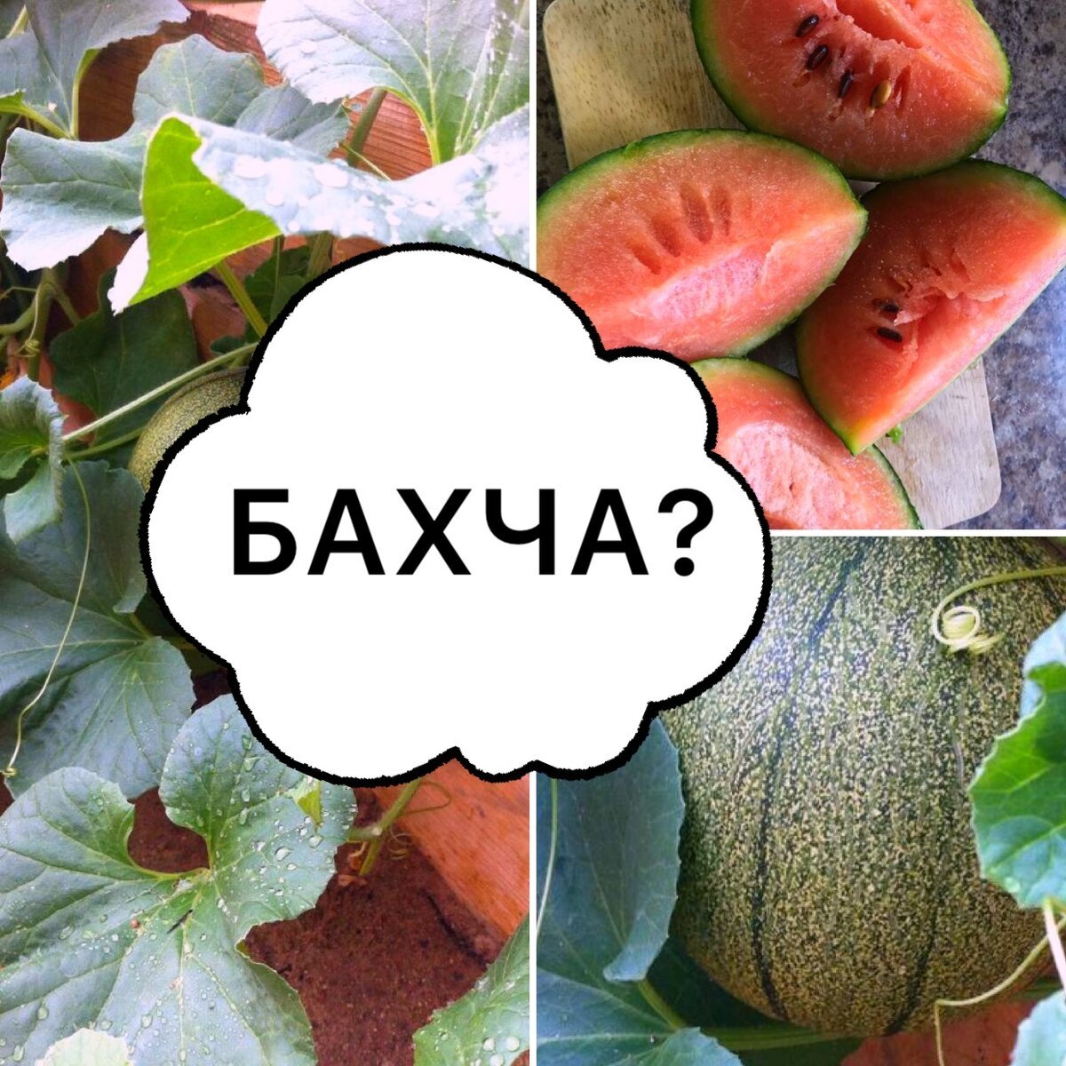 Ксения бахча
