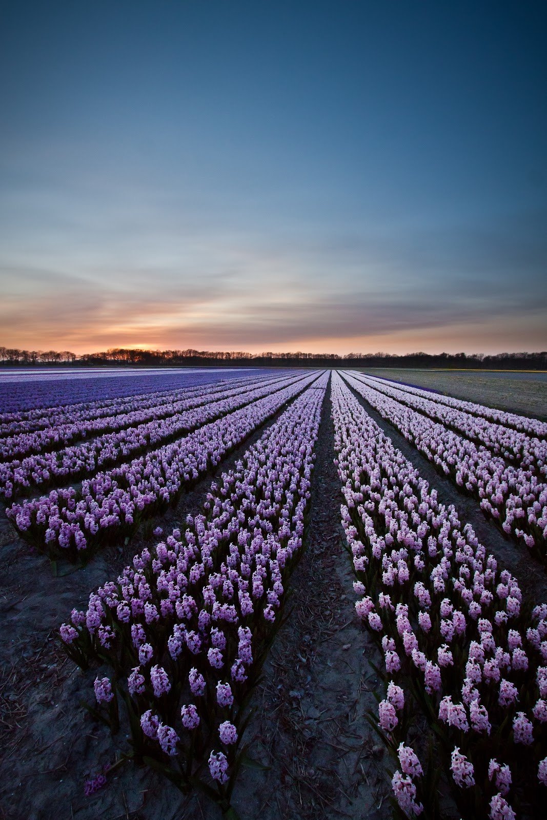 Field of Wonders