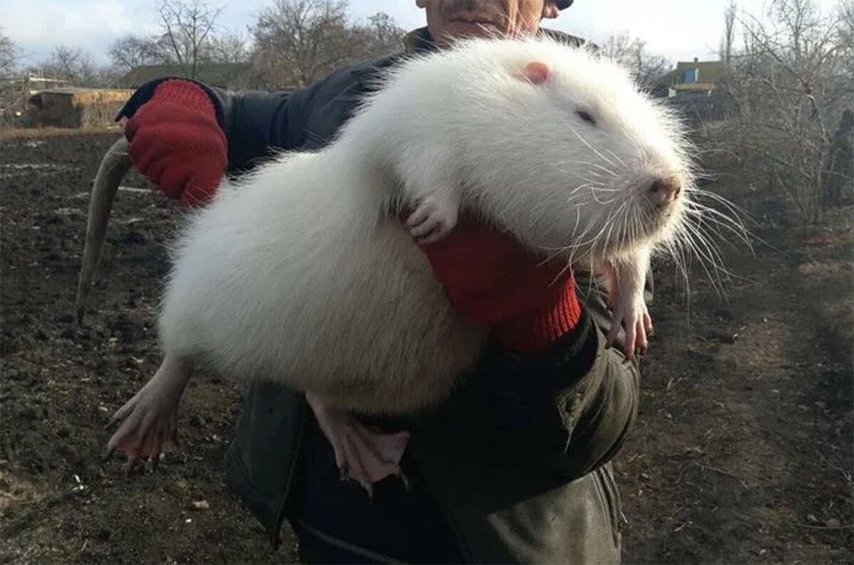 Нутрия белая