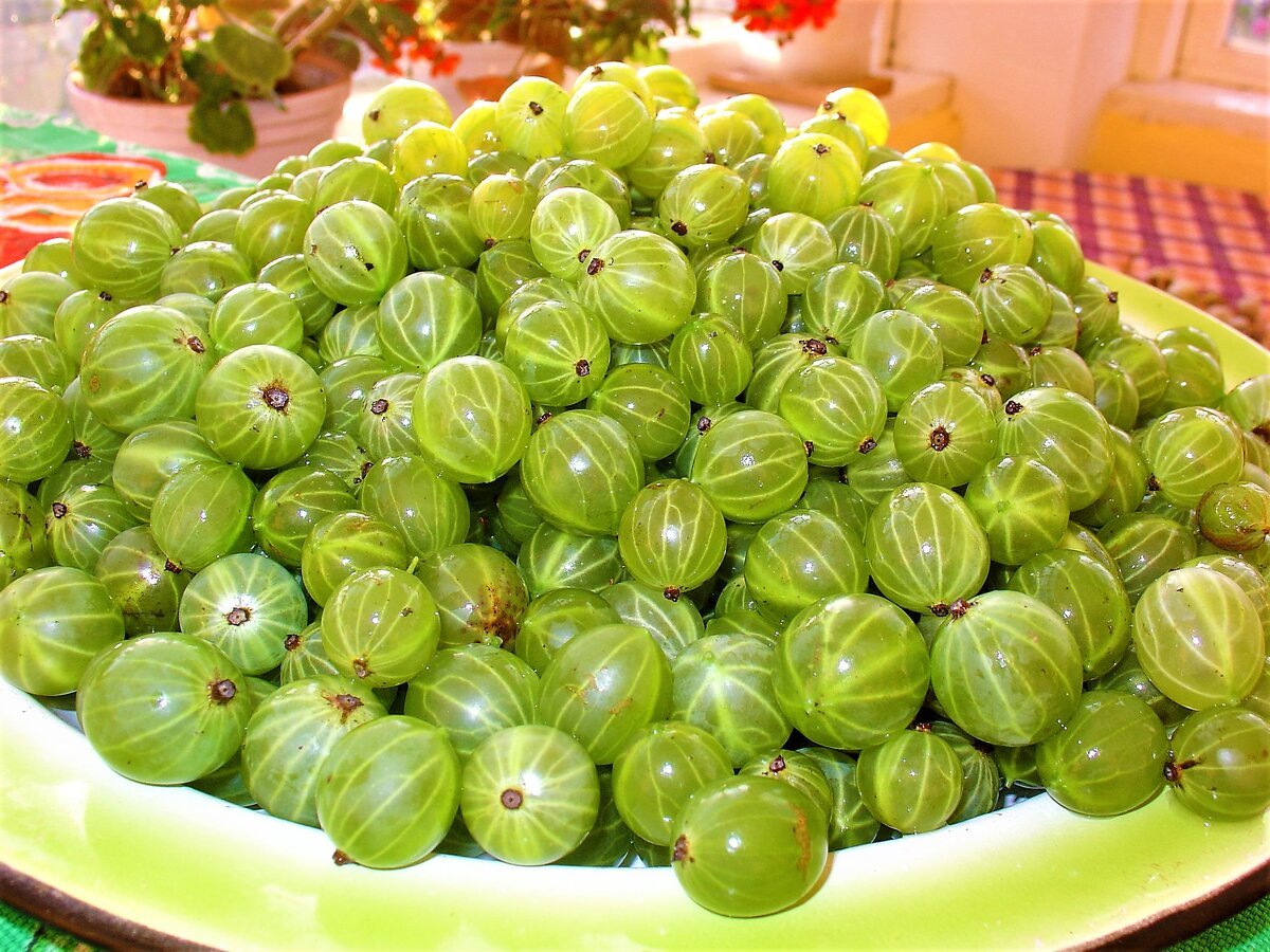 Крыжовник и иммунитет