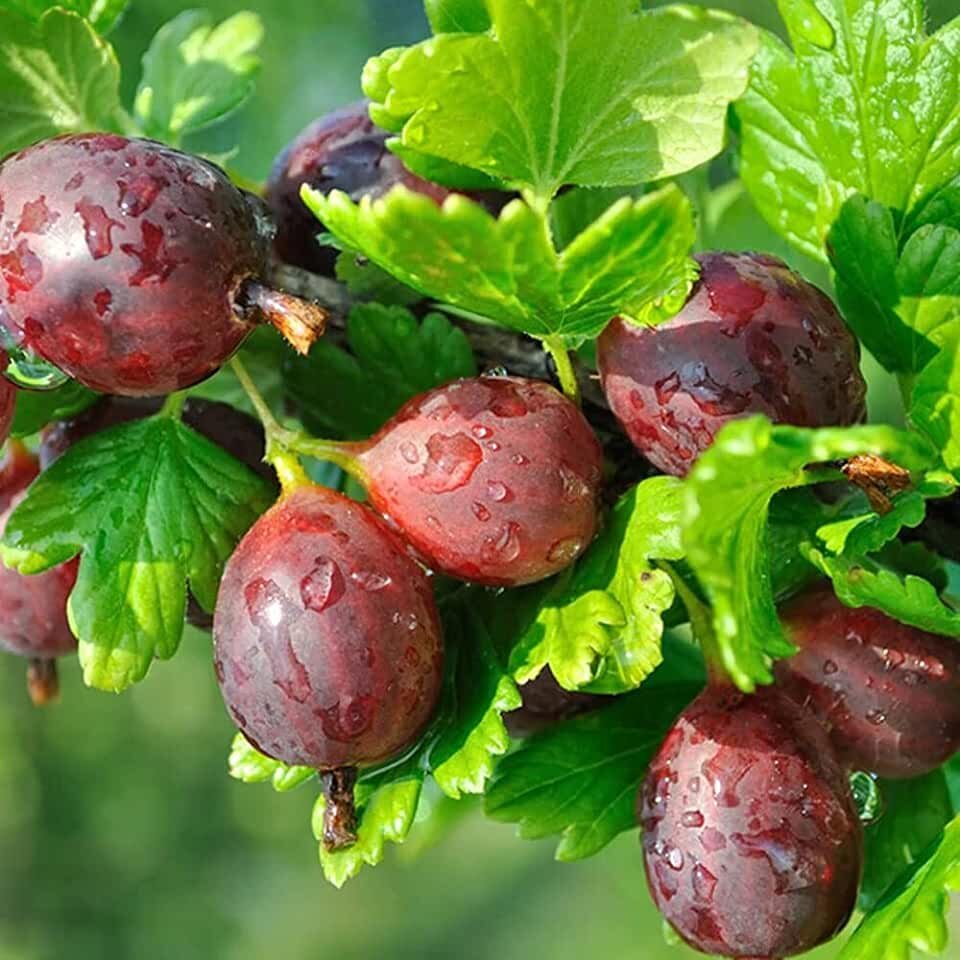 Крыжовник бесшипный Сириус