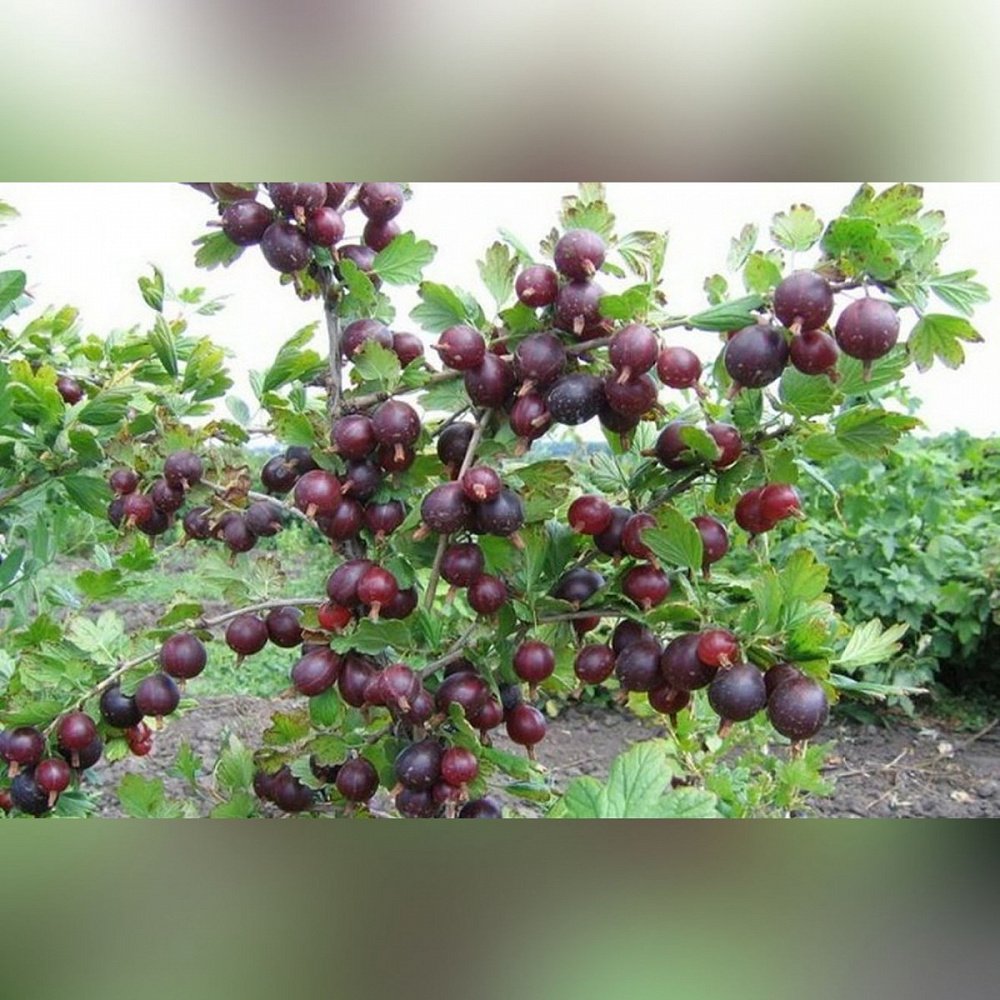 Крыжовник Северный Капитан