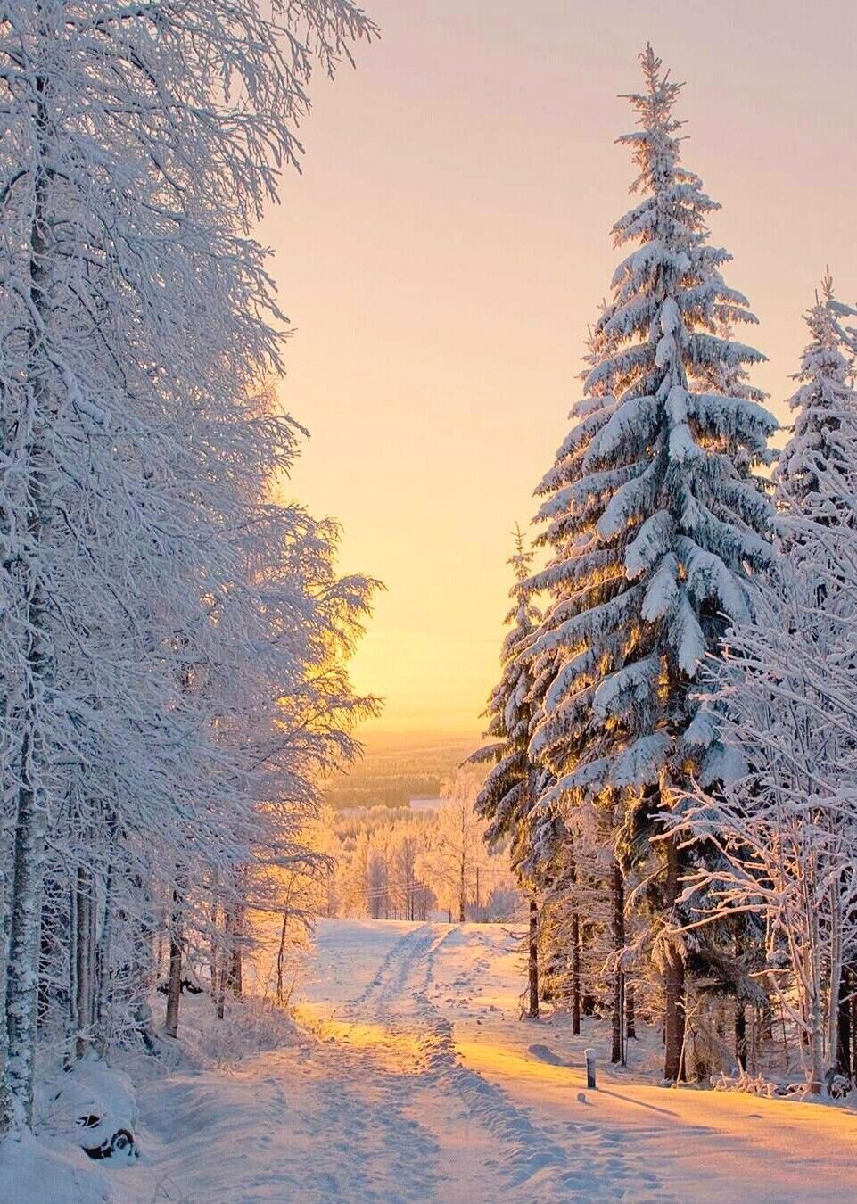 Зимний лес
