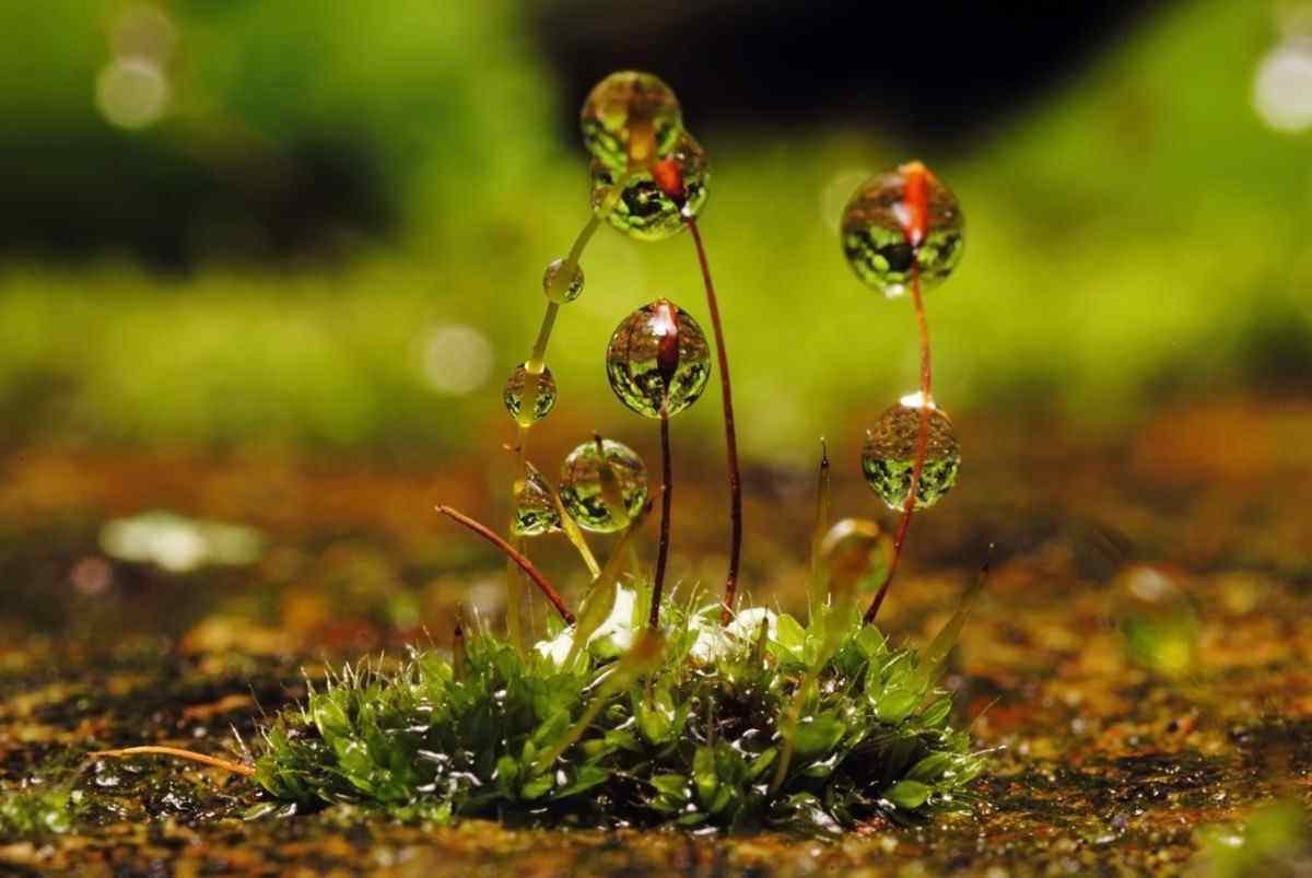 Макромир природа