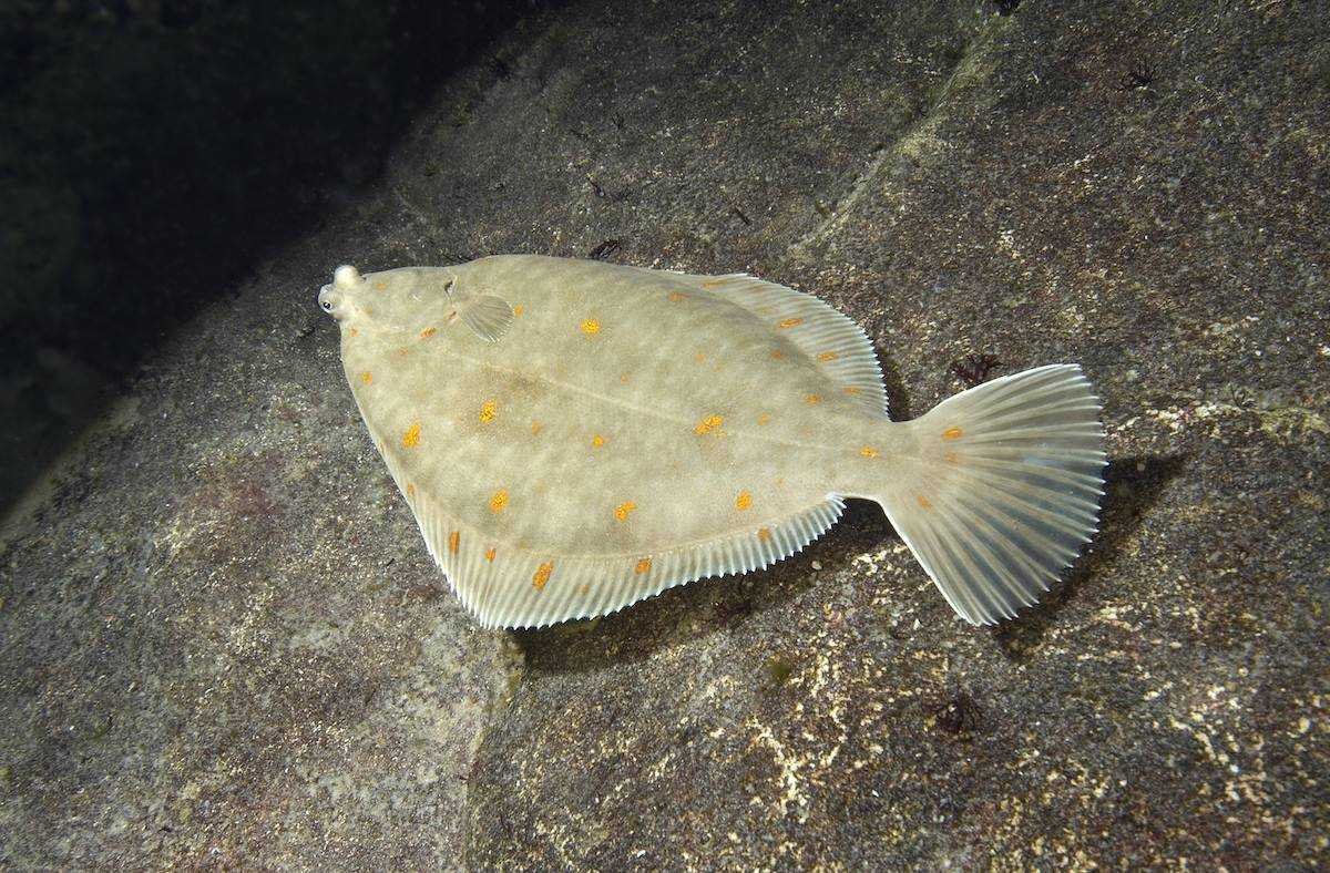 Морская рыба камбала
