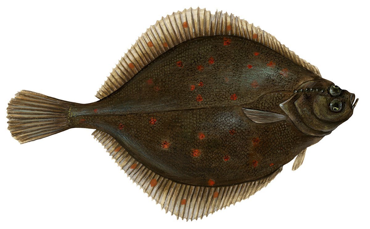 Морская камбала (pleuronectes platessa)