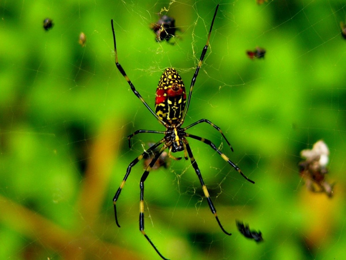 Пауки Nephila clavata