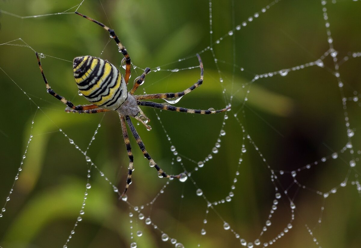 Argiope trifasciata