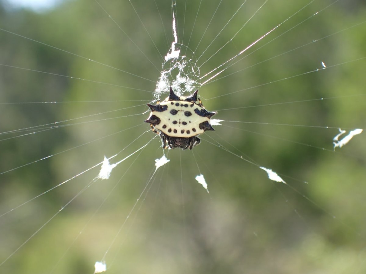 Spiny Orb Weaver паук