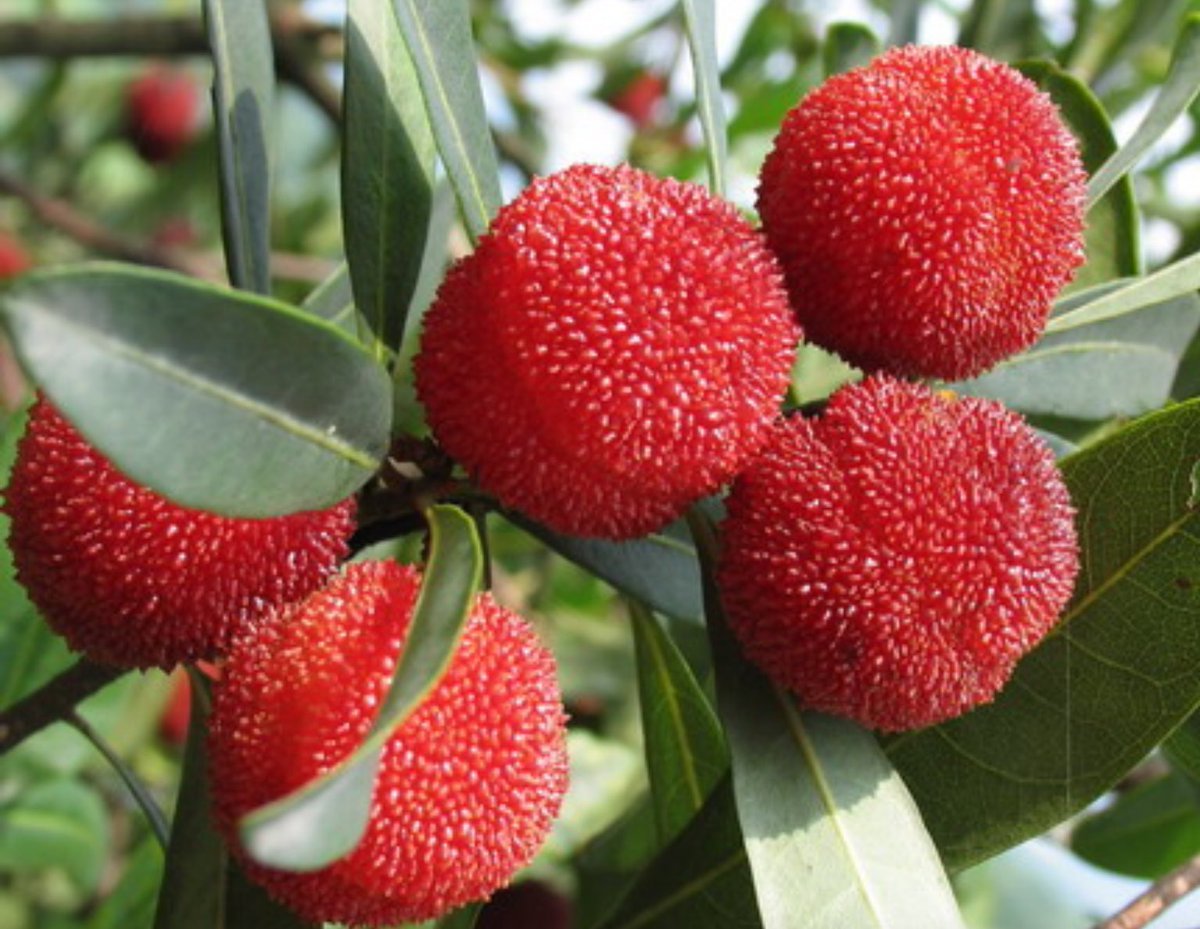 Восковница (Myrica)