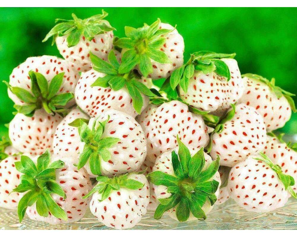 Селекция ягод