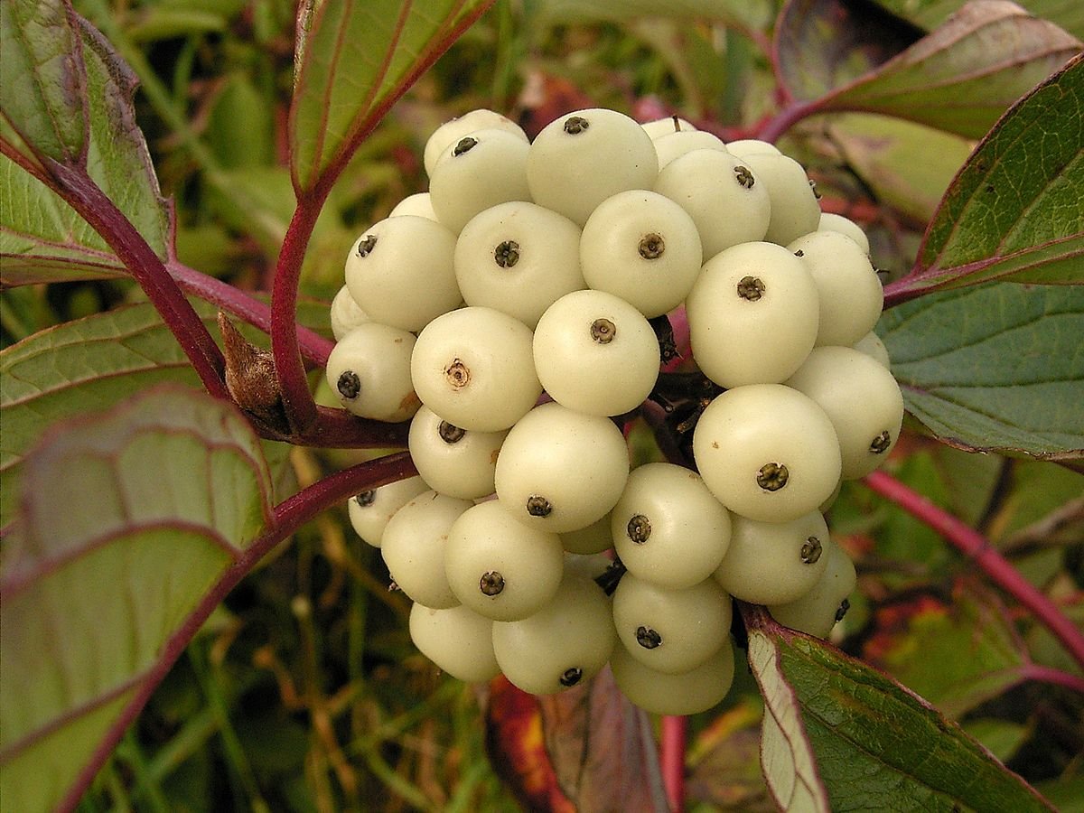 Свидина белая, дёрен белый (Swida Alba)